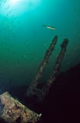 Anti-aircraft gun. Scapa flow.
D50,16mm. by Derek Haslam 